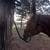 Gelding 11 thumbnail