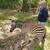 BABY ZEBRA 1 thumbnail