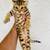 Savannah kitten 1 thumbnail