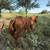 Red Mare and Palomino Colt 4 thumbnail
