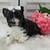 Yorkie girl 1 thumbnail