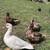 Muscovy Ducks 2 thumbnail