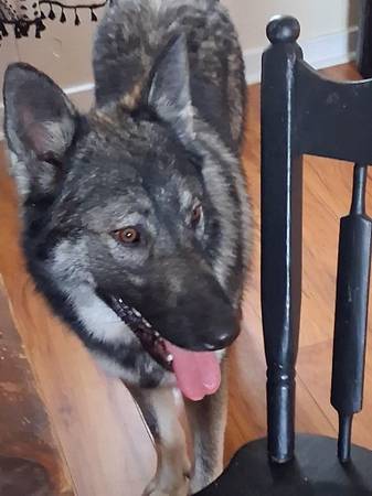 Female Husky / Male Shepherd Malamute527916921448058881