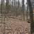 Excellent wooded property, mature hardwood timber! 10 thumbnail