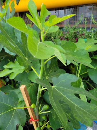 Fig trees for sale 1