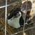 3 Muscovy Juvenile Drakes 2 thumbnail