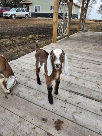 ADGA Registered Nubian bucklings 1
