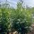 Laurel plants fresh 1 thumbnail