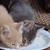 FREE KITTEN - Grey with grey eyes - striped - female - FREE 3 thumbnail
