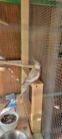 Male Cockatiels - $170 Each (Elk Grove)63848875083267120