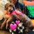 Newfiepoo (Newfoundland Poodle) Rehoming 1 thumbnail