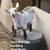 Goats 1 thumbnail