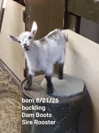Goats 1