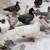 Muscovy Ducks 6 thumbnail