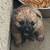 Chow chows 1 thumbnail