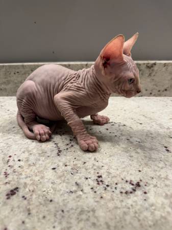 Kittens for rehoming  FOR PET ONLY63931429752579120