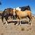 Gorgeous palomino yearling mustang filly!!! 13 thumbnail