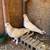 Pigeons 2 thumbnail