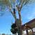 💥TOP-RATED TREE SERVICE 💥 Sacramento • Trimming • Removal •Tree Care 2 thumbnail
