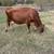 Jersey Cow 1 thumbnail