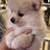 Pomeranian 3 thumbnail