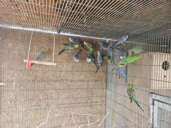 Young to baby Parakeets 1