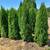 Emerald Green arborvitaes 1 thumbnail