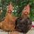 Two Young Roosters 1 thumbnail