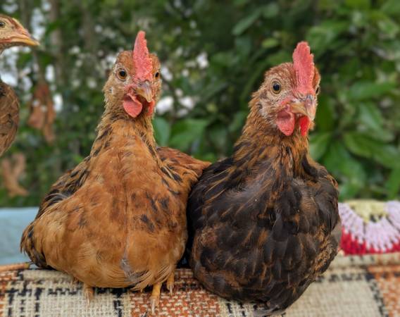 Two Young Roosters 1