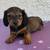 Mini dachshund 1 thumbnail