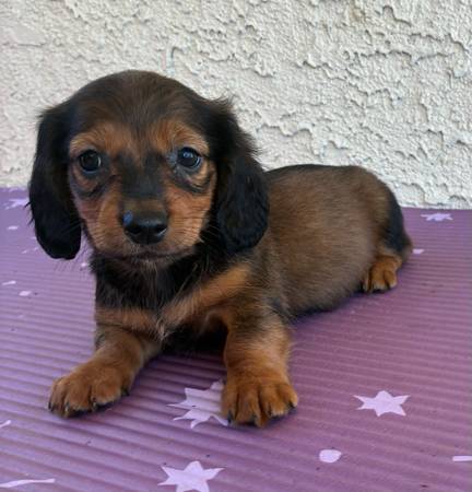 Mini dachshund 1