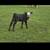 Cow calf pair 3 thumbnail