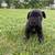 Cane Corso puppie 3 thumbnail
