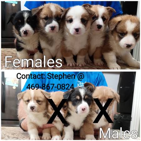 Pembroke Welsh Corgis 1