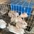 Feeder rabbits 2 thumbnail