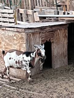 Goat pen clean up and yardwork 1