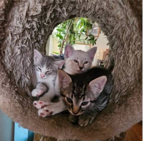 Kittens 1