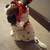 Christmas Musical Dog 3 thumbnail