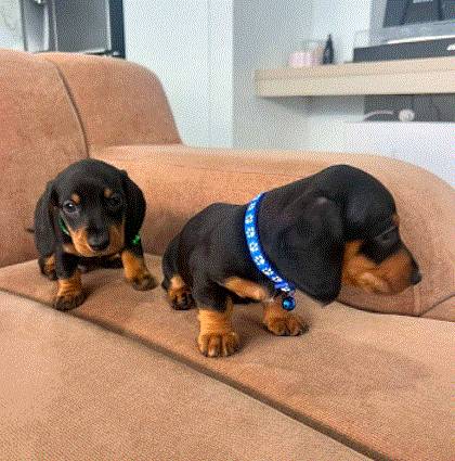 friendly DOGdachshund 1