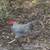 Handsome Rooster 3 thumbnail