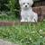 6mo Maltipoo 12 thumbnail
