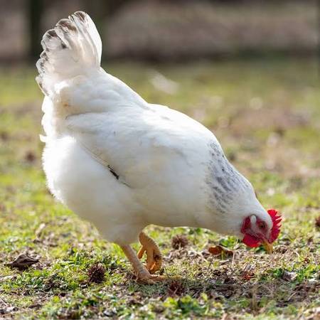 Black Tail Beauty Hens 1