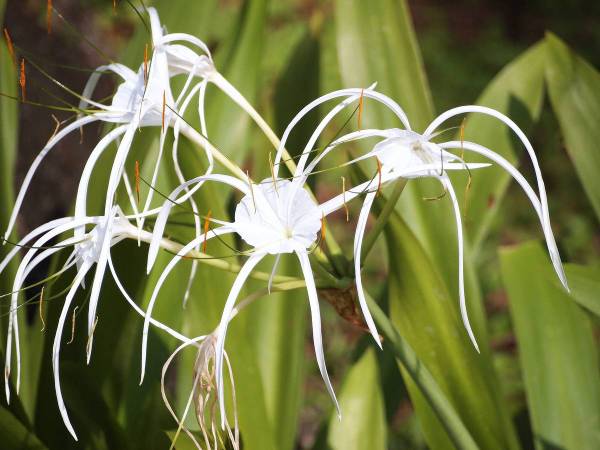 Tiger Lilly Lillie’s white fragrant flowers plants 1