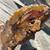 Fossil Petrified Wood AAA Grade From 80 years of 3gen collection 2 thumbnail
