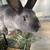 Fertile male rabbit 3 thumbnail
