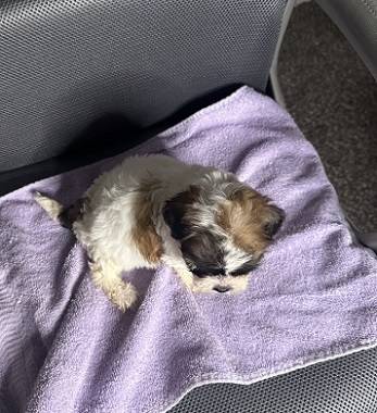 Adorable Shihpoo Puppies! (hercules, pinole, san pablo, el sob)64190988579073120