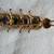 Centipede Brooch Winard Gold Filled 4 thumbnail