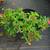 Neon Flash Spirea Plants 2 thumbnail