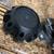(2) Method Wheel Center Caps - BLACK / CP-2168L179  - 1 Cap 3 thumbnail
