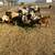Boer Goat commercial herd 5 thumbnail